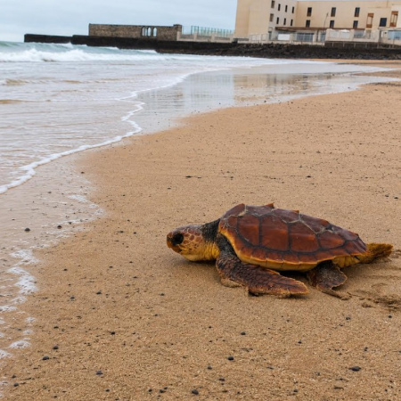 El Cabildo de Fuerteventura recuerda que la mejor ayuda para una tortuga marina en apuros es llamar al 112