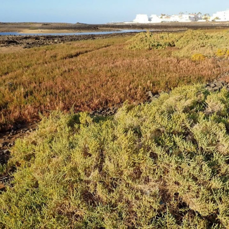 El Cabildo de Fuerteventura avala la declaración del Saladar de Bristol como Sitio de Interés Científico