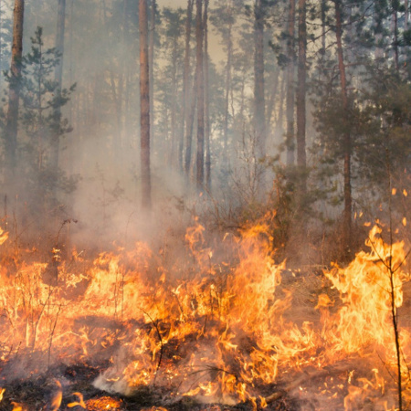 Canarias activará este domingo la situación de alerta por riesgo de incendios forestales en Gran Canaria y Tenerife