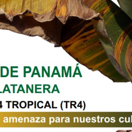 La Gomera acoge charlas informativas para prevenir la plaga del mal de Panamá en las plataneras