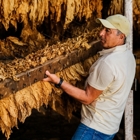 Canarias lidera la producción de tabaco en España en 2025