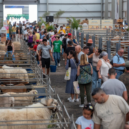 El Cabildo de Fuerteventura abre esta semana el plazo para solicitar las ayudas dirigidas al sector primario