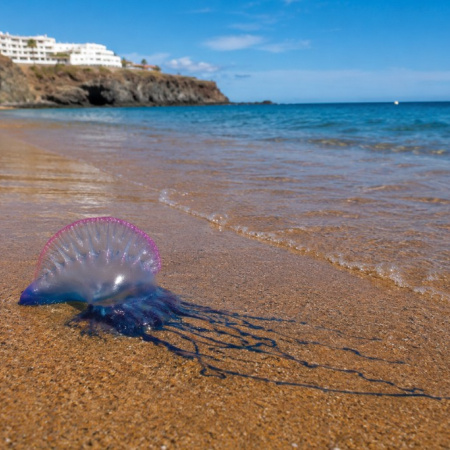 El SUC recuerda cómo actuar ante las picaduras de medusas en las playas
