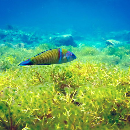 Un proyecto de I+D canario estudia la relación entre cambio climático y la expansión de especies marinas invasora