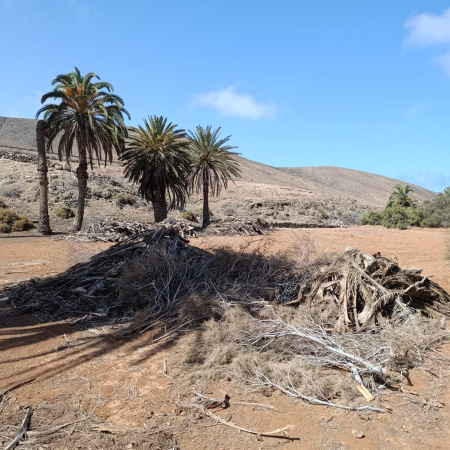 El Cabildo, desde Reserva de la Biosfera, protege los palmerales de Fuerteventura a través de un potente programa europeo Interreg MAC