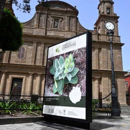 La campaña ‘Conocer para Conservar’ llega a Gáldar para divulgar el valor de la flora amenazada de Gran Canaria