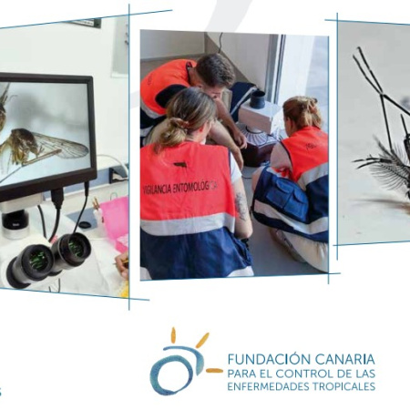 Canarias y Madeira comparten estrategias frente a los mosquitos invasores tras la detección de estos vectores en Gran Canaria y La Gomera