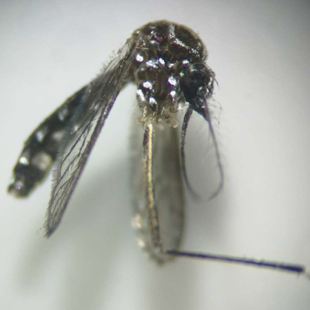 Sanidad informa de la detección de mosquitos de la especie Aedes aegypti en Gran Canaria