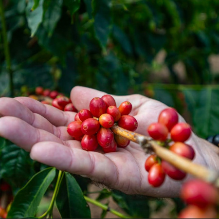 El Cabildo de Gran Canaria entrega 4.000 cafetos a la Asociación Agroagaete para impulsar el cultivo en el municipio
