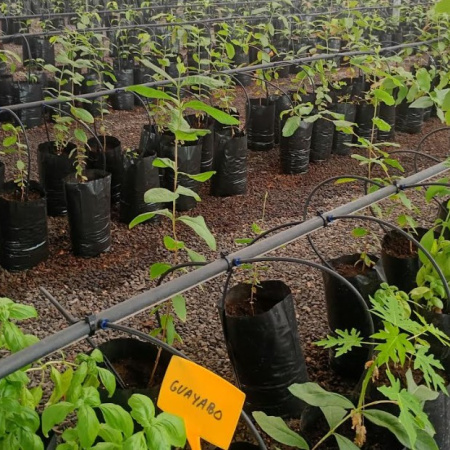 El Cabildo de Fuerteventura pone en marcha una nueva campaña de venta de frutales a precio reducido