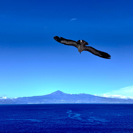 El Cabildo de La Gomera activa la campaña de la pardela cenicienta para reducir el impacto lumínico en zonas costeras